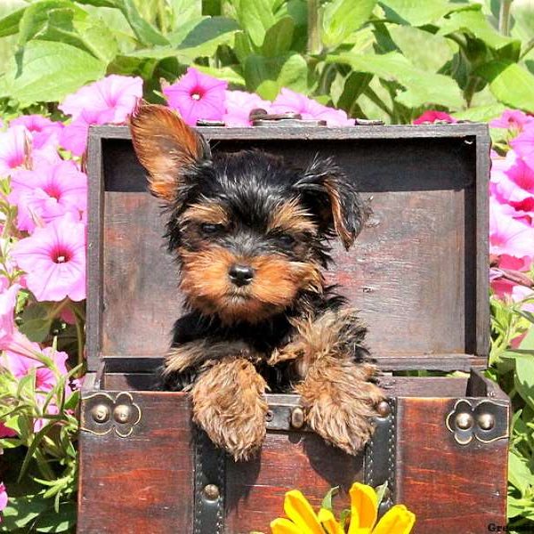 Whit, Yorkshire Terrier Puppy