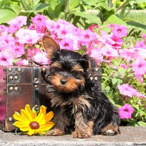 Whit, Yorkshire Terrier Puppy