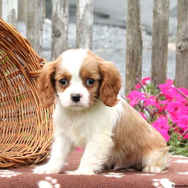 Wiley, Cavalier King Charles Spaniel Puppy