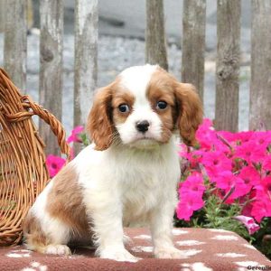 Wiley, Cavalier King Charles Spaniel Puppy