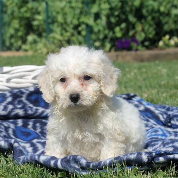 Willie, Bichon Frise Puppy