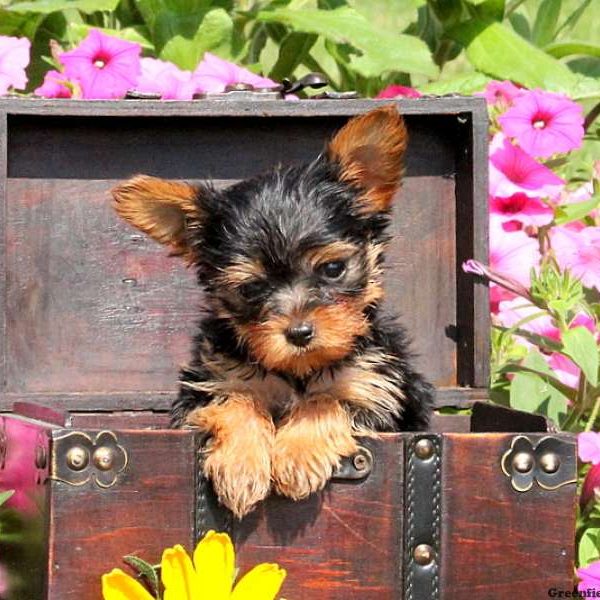 Willie, Yorkshire Terrier Puppy