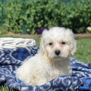 Willie, Bichon Frise Puppy