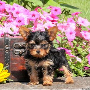 Willie, Yorkshire Terrier Puppy