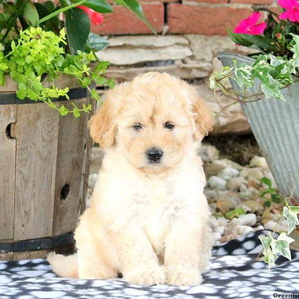 Willow, Labradoodle-Miniature Puppy