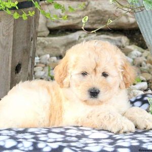 Willow, Labradoodle-Miniature Puppy