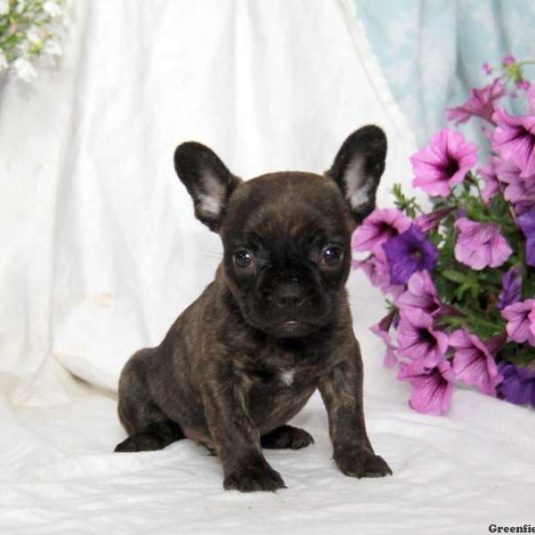 Willy, French Bulldog Puppy