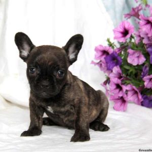 Willy, French Bulldog Puppy