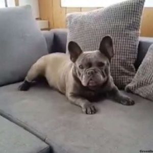 Willy, French Bulldog Puppy