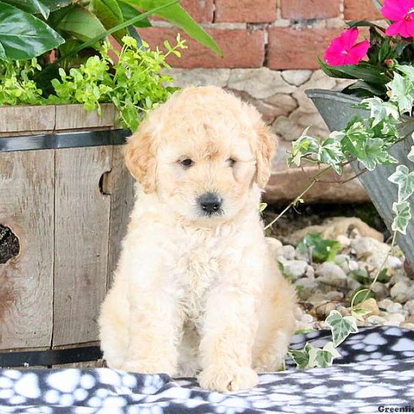 Winnie, Labradoodle-Miniature Puppy