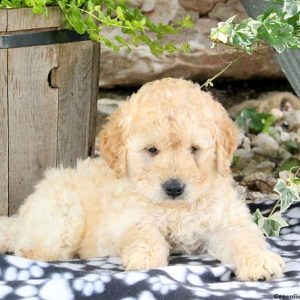 Winnie, Labradoodle-Miniature Puppy