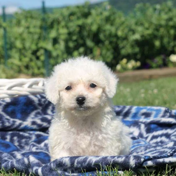 Winston, Bichon Frise Puppy