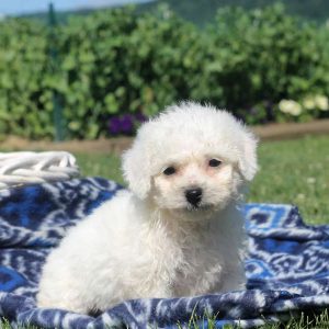 Winston, Bichon Frise Puppy