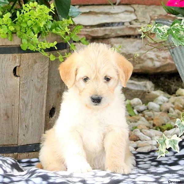 Wishes, Labradoodle-Miniature Puppy