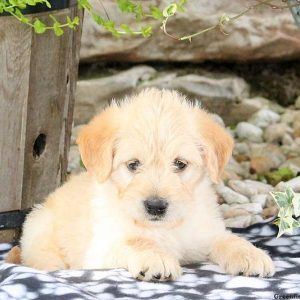 Wishes, Labradoodle-Miniature Puppy