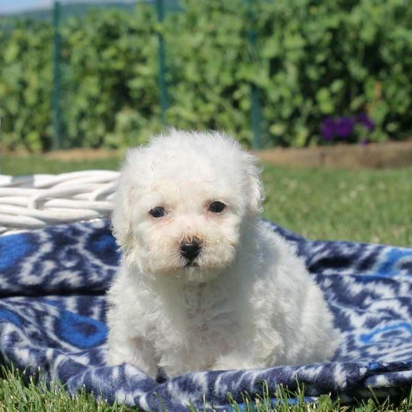 Wyatt, Bichon Frise Puppy