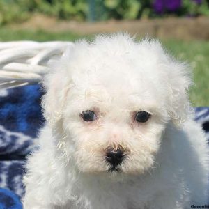 Wyatt, Bichon Frise Puppy