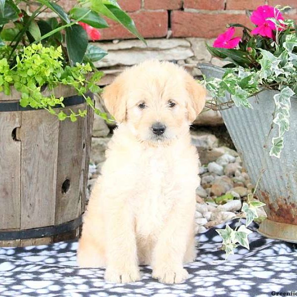 Wynona, Labradoodle-Miniature Puppy