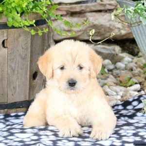 Wynona, Labradoodle-Miniature Puppy