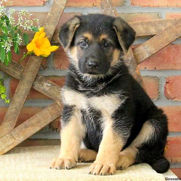Yale, German Shepherd Puppy
