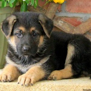 Yale, German Shepherd Puppy