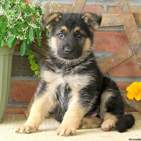 Yankey, German Shepherd Puppy