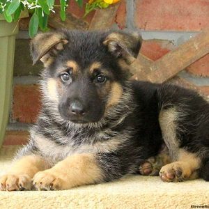 Yankey, German Shepherd Puppy