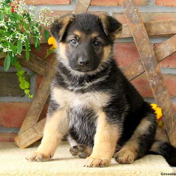 Yasmine, German Shepherd Puppy