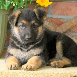 Yasmine, German Shepherd Puppy
