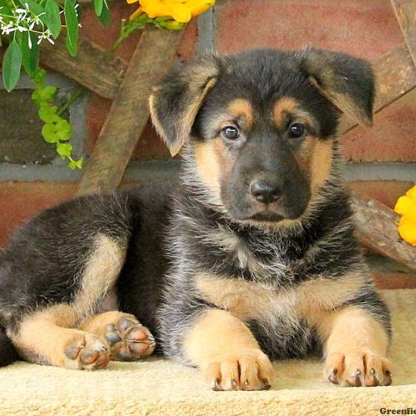 Yolanda, German Shepherd Puppy