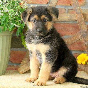Yolanda, German Shepherd Puppy