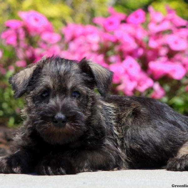 Yori, Schnauzer – Miniature Puppy