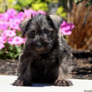 Yori, Schnauzer – Miniature Puppy