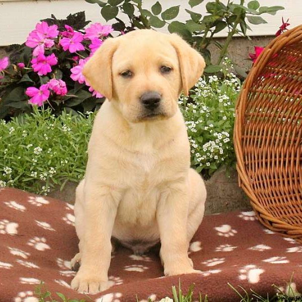 Zack, Labby Dabby Doo Puppy