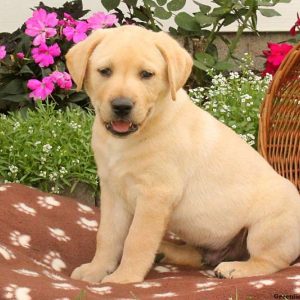 Zack, Labby Dabby Doo Puppy