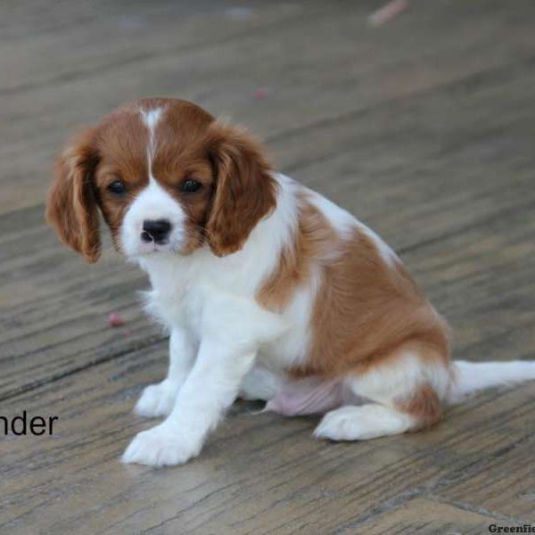 Zander, Cavalier King Charles Spaniel Puppy