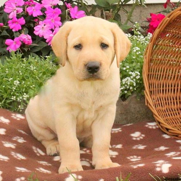 Zander, Labby Dabby Doo Puppy