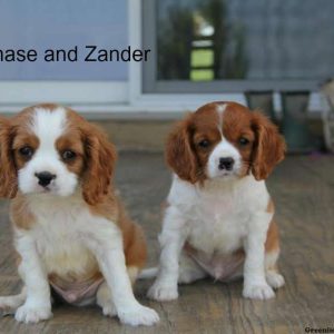 Zander, Cavalier King Charles Spaniel Puppy