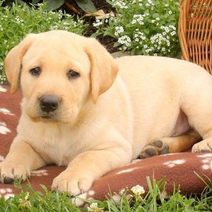 Zander, Labby Dabby Doo Puppy