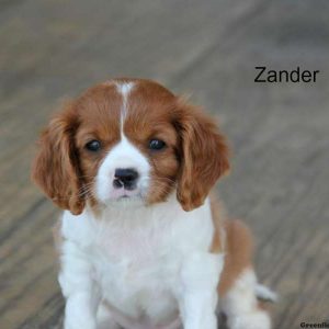 Zander, Cavalier King Charles Spaniel Puppy