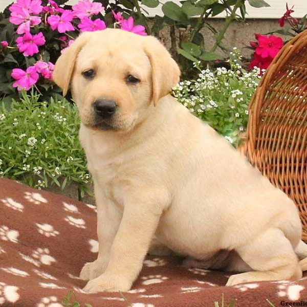 Zolo, Labby Dabby Doo Puppy
