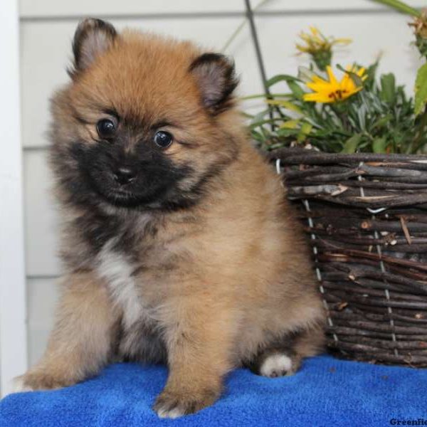 Abby, Pomeranian Puppy