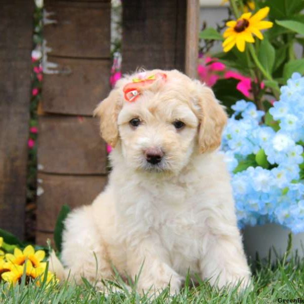 Abby, Labradoodle-Miniature Puppy