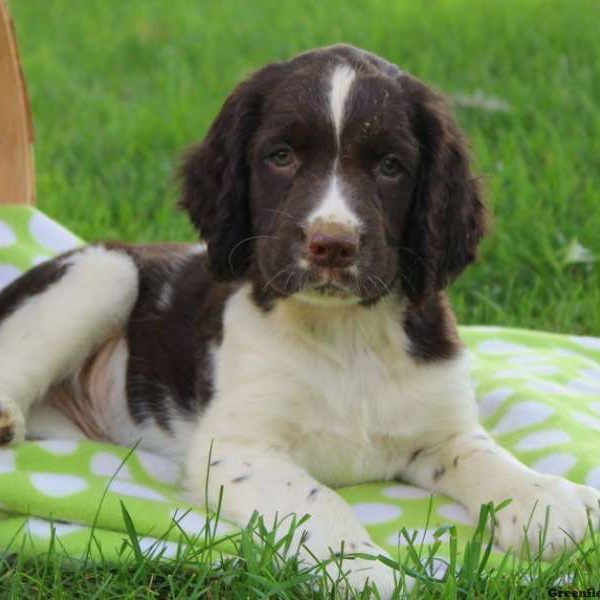 Abe, English Springer Spaniel Puppy