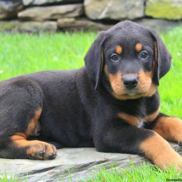 Abe, Bernese Mountain Dog Mix Puppy