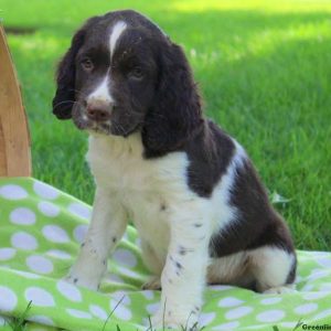 Abe, English Springer Spaniel Puppy