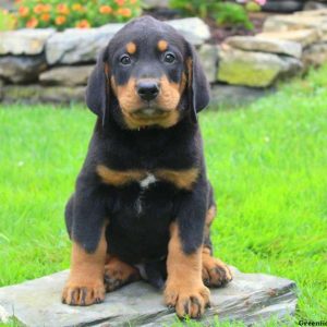 Abe, Bernese Mountain Dog Mix Puppy