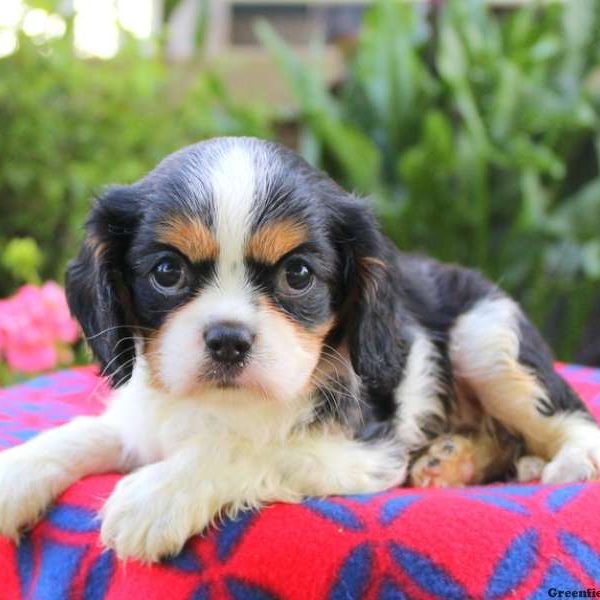 Abigail, Cavalier King Charles Spaniel Puppy