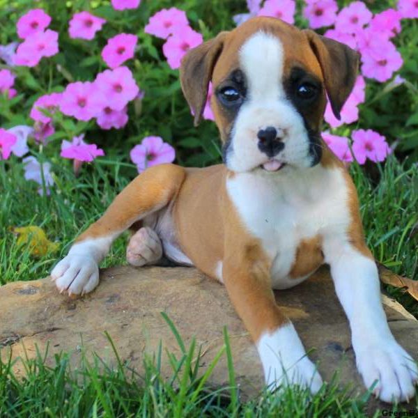 Abigail, Boxer Puppy