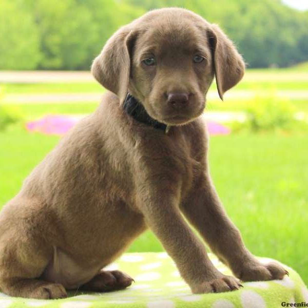 Abigail, Labrador Retriever-Silver Puppy